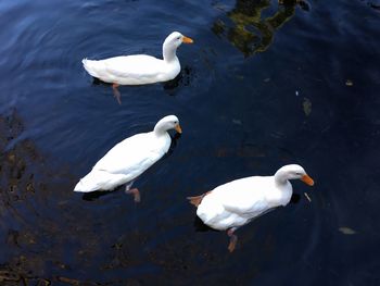 High angle view of swans swimming in lake