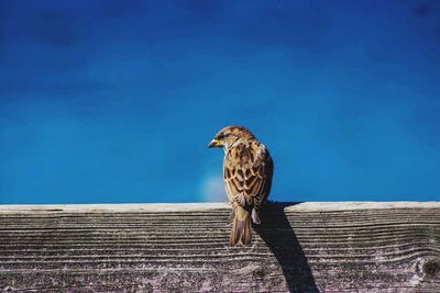 Low angle view of owl perching on tree against blue sky