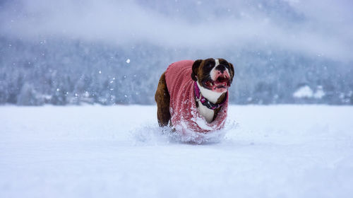 Dog in a snow