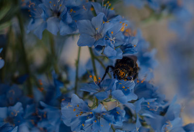 Close-up of bee pollinating on flower