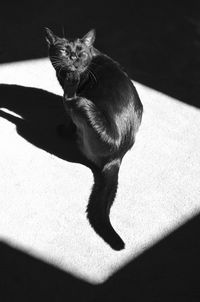 Black cat scratching on black and white