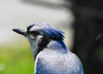 Close-up of a bird