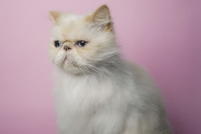 Close-up of a cat looking away