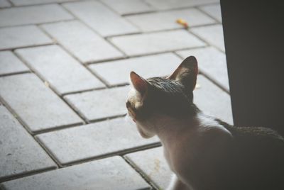 Close-up of cat sitting on floor