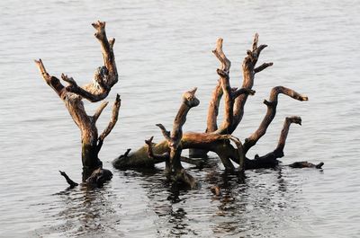 View of birds swimming in lake