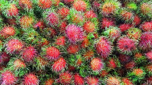 Full frame shot of red berries