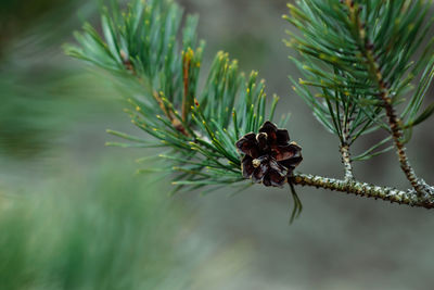 Close-up of pinecone on pine tree