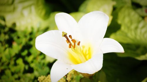 Close-up of white flowering plant