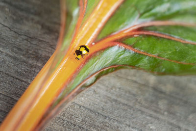 Close-up of ladybug on leaf