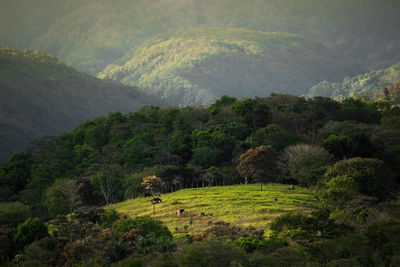 Scenic view of tree mountains