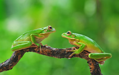 Close-up of frogs on branch