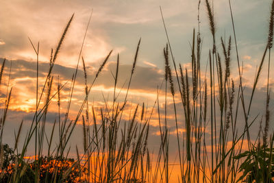 Silhouette plants against sky during sunset