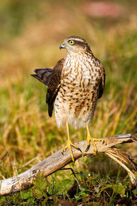 Close-up of eagle perching on branch