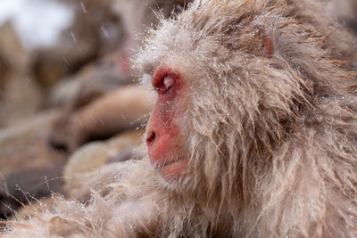 Close-up of monkey