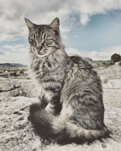 Portrait of cat sitting on land against sky