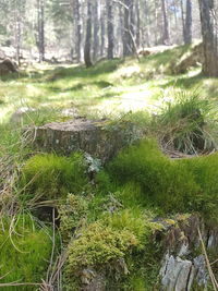 Trees growing in forest