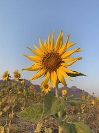Close-up of sunflower on field against clear sky