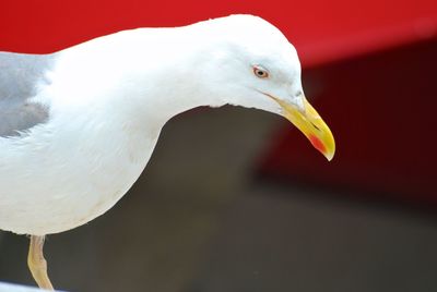 Close-up of swan