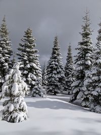 Snow covered pine trees