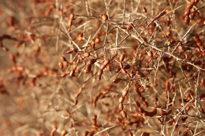 Close-up of dried plant