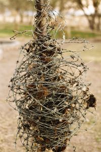 Close-up of dry plant on field