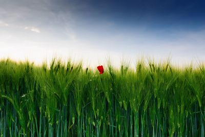 Close-up of wheat growing on field against sky