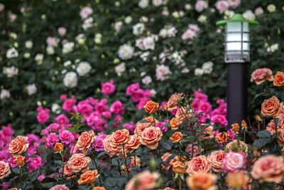 Colorful roses blooming in park