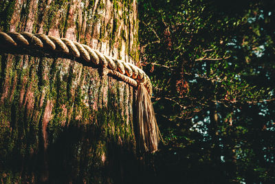 Close-up of tree trunk in forest