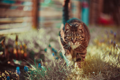 Portrait of tabby cat