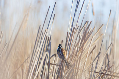 Close-up of bird perching on plant against sky