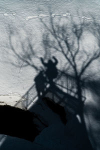 Shadow of tree on snow