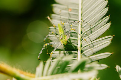 Close-up of spider on plant