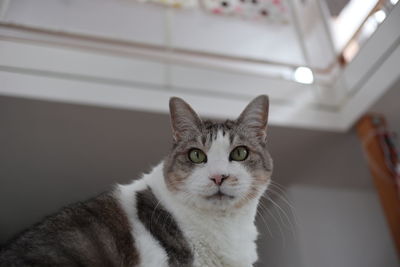 Close-up portrait of a cat at home