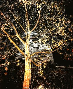 Close-up of tree at night