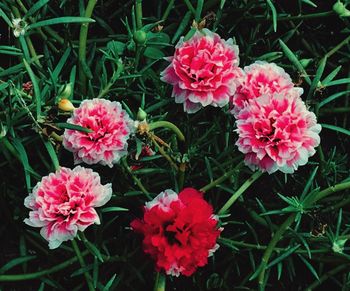 High angle view of pink flowering plants