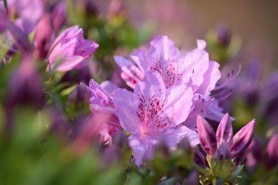 Close-up of pink flowering plant