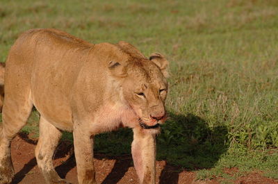 Close-up of lion