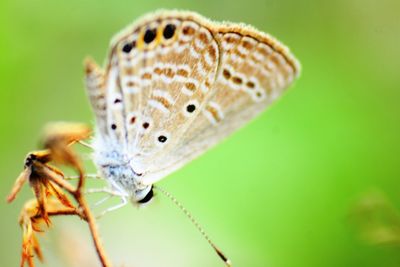 Close-up of butterfly on flower