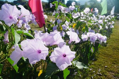 Close-up of purple flowers