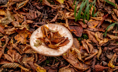 High angle view of dry leaves on field