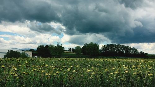 Scenic view of field against cloudy sky