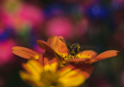 Close-up of bee on yellow flower