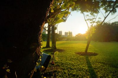 Close-up of horse on field against trees