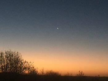 Silhouette of trees at sunset