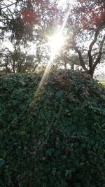 Sun shining through tree