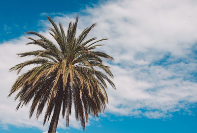 Low angle view of palm tree against sky