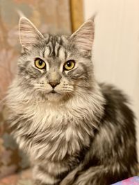 Close-up portrait of cat at home