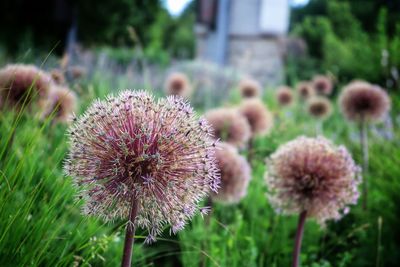 Close-up of flowering plant on field