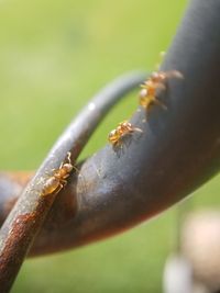 Close-up of insect on leaf