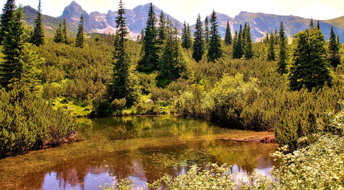 Scenic view of lake in forest against sky